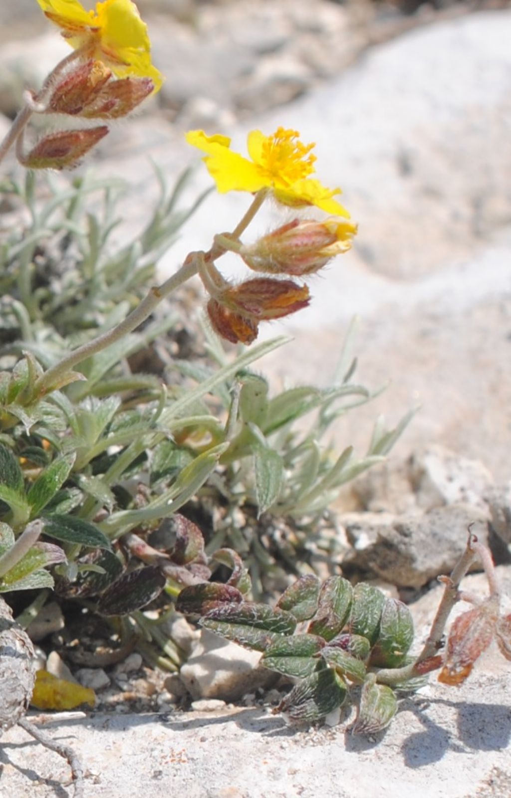 Helianthemum?